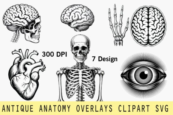 Antique Anatomy Overlays Design
