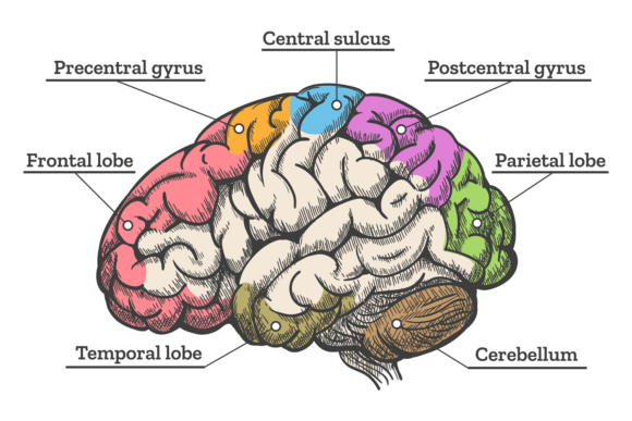 Brain Anatomy Diagram: An Embroiderer's Verdict