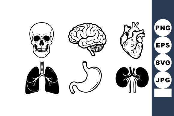 Human Anatomy Internal Organs Vector Col