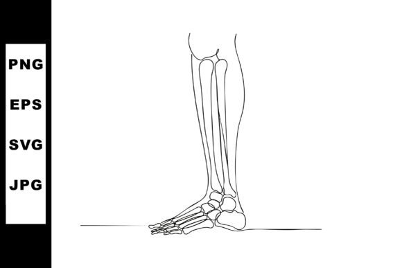 Human Foot and Lower Leg Bones Anatomy L Review