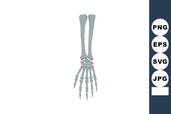 Human Foot Skeletal Anatomy Bone Structu