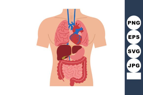 Human Internal Organs Anatomy Illustrati – Embroidery Review