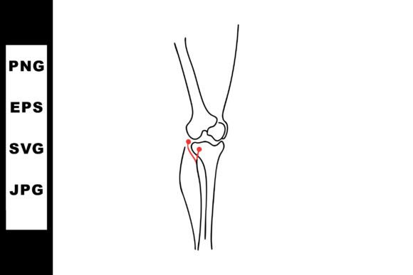 Human Knee Joint Anatomy Vector Illustra