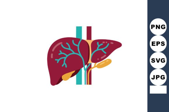 Human Liver Anatomy with Blood Vessels: A Designer's Review