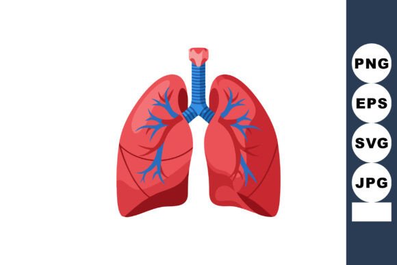 Human Lungs Anatomy with Bronchial Tubes: Designer Review