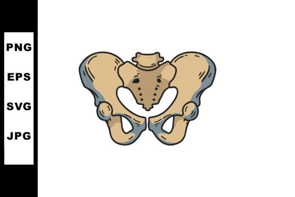 Human Pelvic Bone Anatomy Illustration F