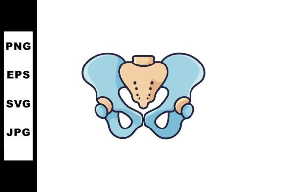 Human Pelvic Bone Anatomy Vector Illustr