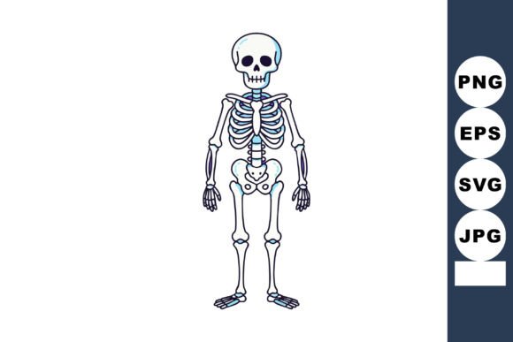 Human Skeleton Anatomy Illustration Medi Review